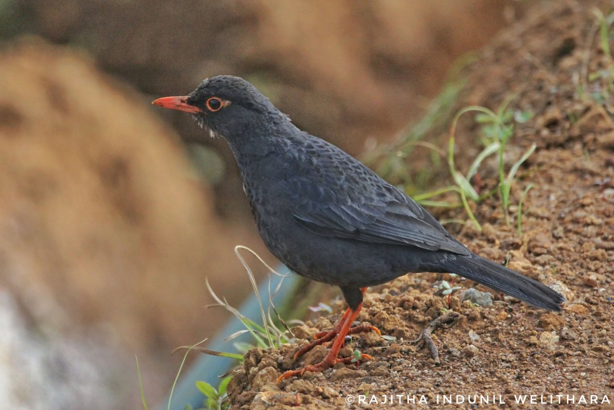 Turdus simillimus Jerdon, 1839